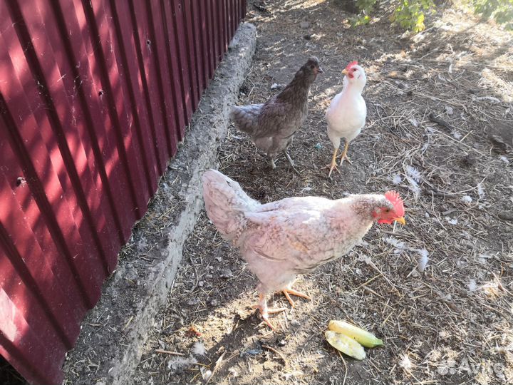 Молодые петухи