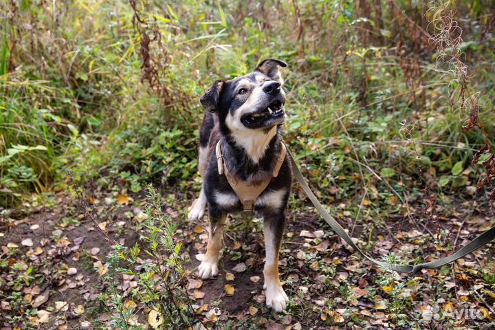 Веселый Мазут ищет дом