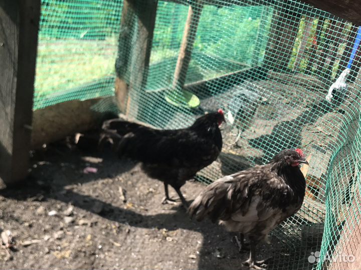 Петухи австролорп