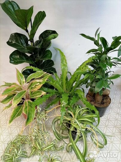 Аглаонема, фикус, Асплениум, Хлорофитум