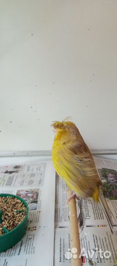 Канарейки глостер, норвич, крестед, красный мозаик