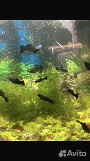 Рыбки моллинезии