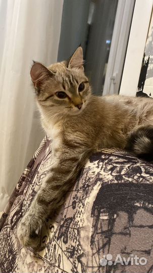 Кошка в дар. Бесплатно