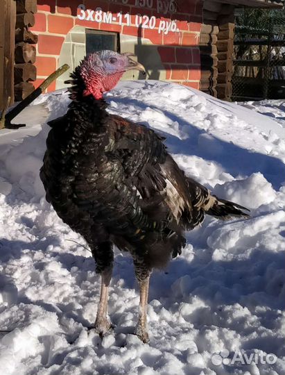 Продам индюков