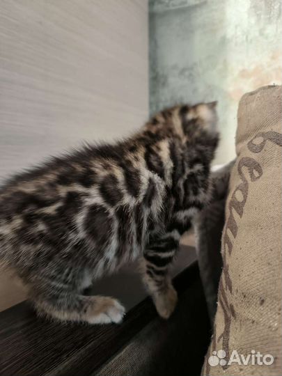 Продажа бенгальских котят