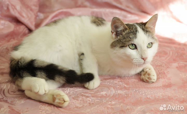 Котик в подарок