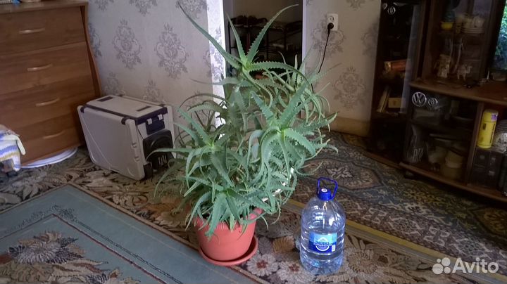 Алоэ лечебный