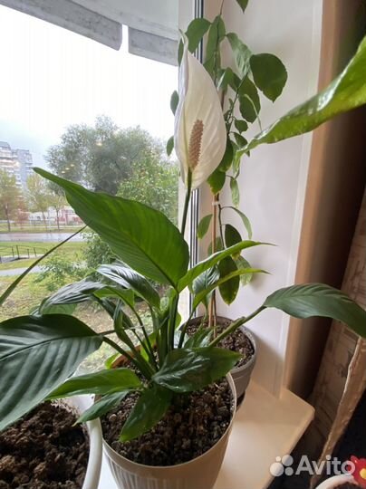 Спатифиллум сортовой