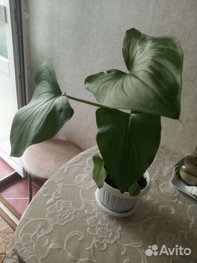 Калла эфиопская, домашняя