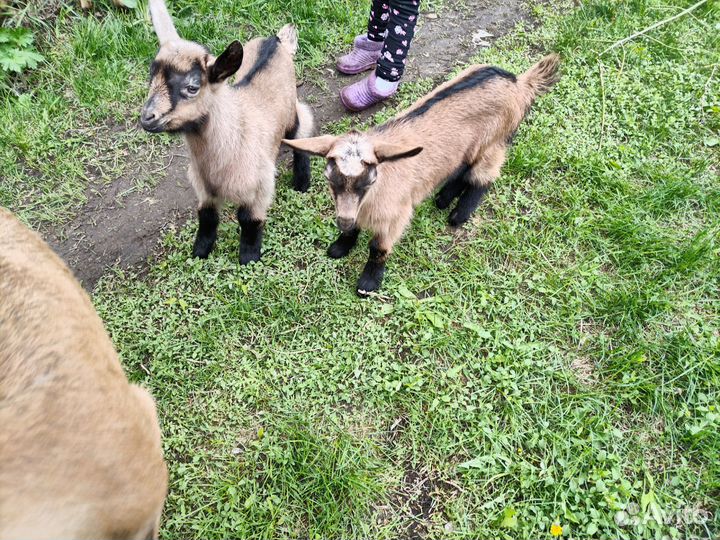 Чешско альпийские козлята на племя