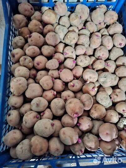 Продам картофель