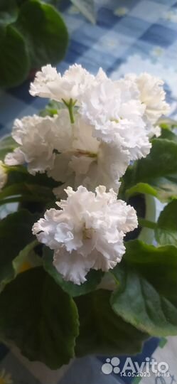 Фиалки,детки