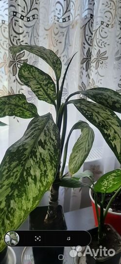 Пионы, Деффенбахия Визувий