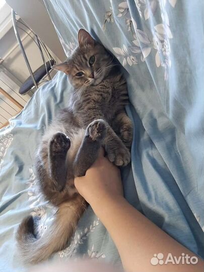 Ласковый Тишуня