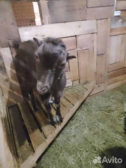 Козел ламанча