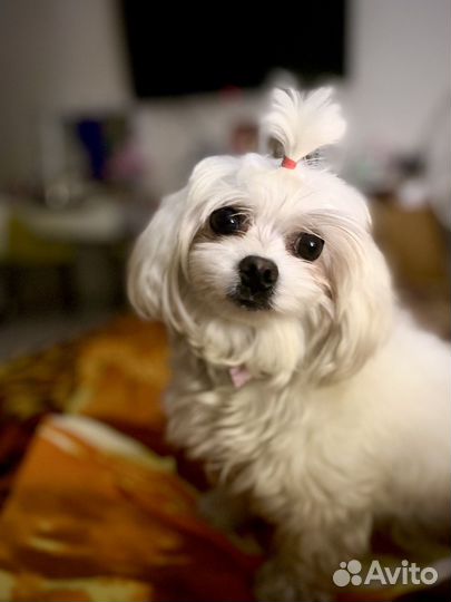 Мальтезе вязка, девочка