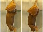 Реснитчатый бананоед геккон рептилии ящерица