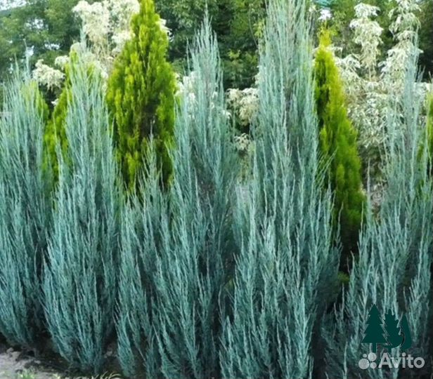 Можжевельник скайрокет артикул y-0583