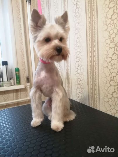 Грумер для ваших домашних любимцев