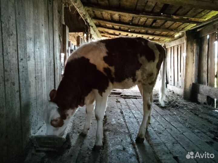 Продам тёлку