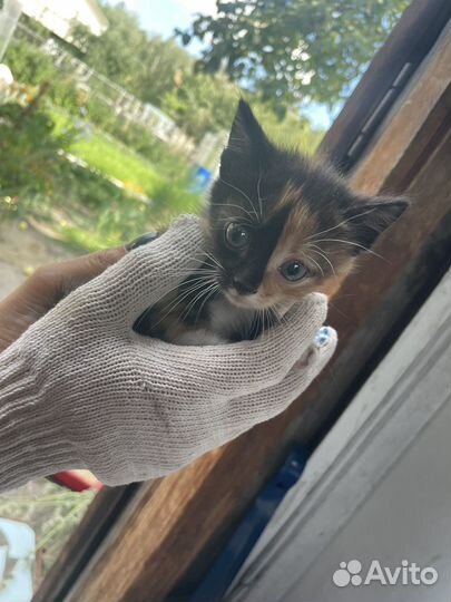 Домашние животные кошки