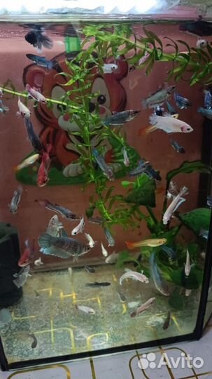 Аквариумные рыбки петушок