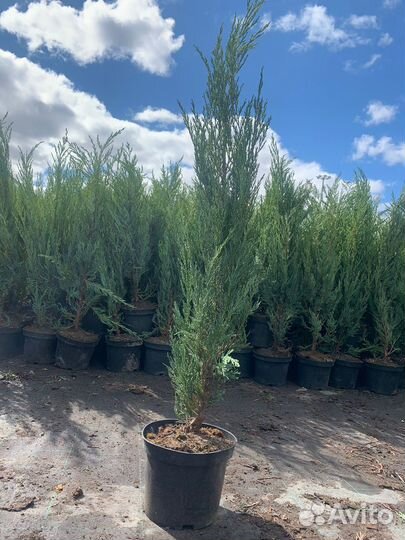 Можжевельник скальный мунглоу