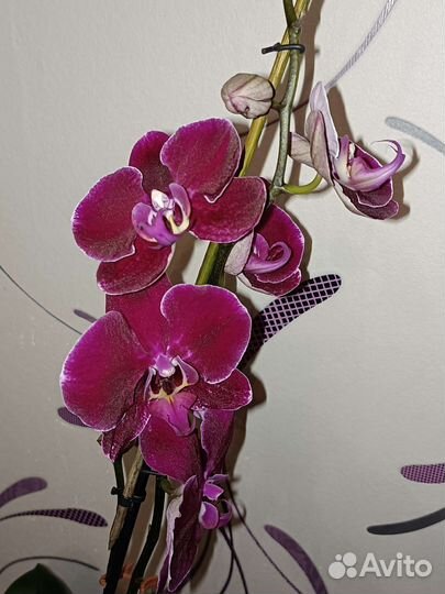 Орхидея фаленопсис, 3 куста в горшке