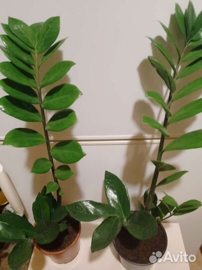 Замиокулькас