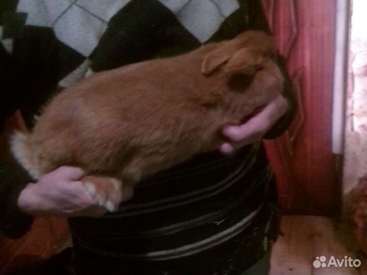 Кролики и мясо кроликов