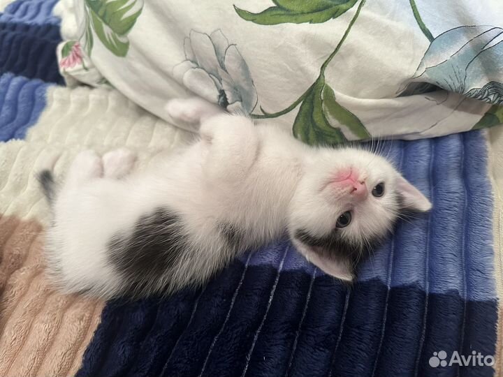 Котята
