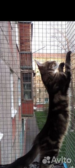 Защита для кошки