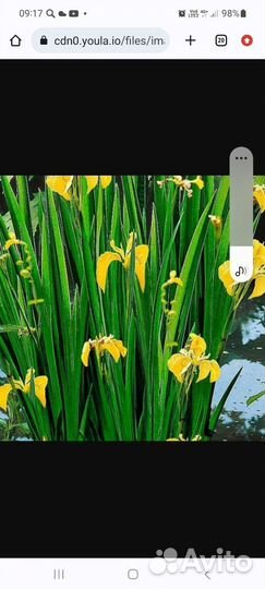 Камыш декоративный