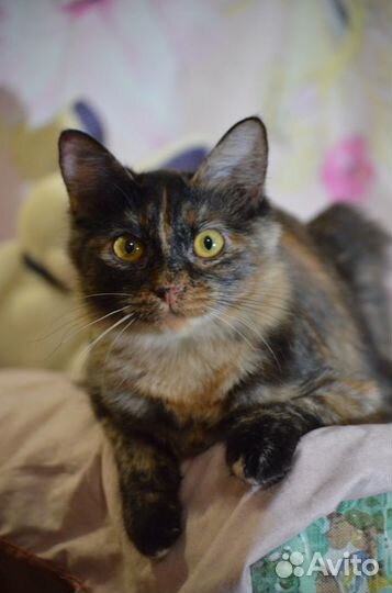 Марта в добрые руки