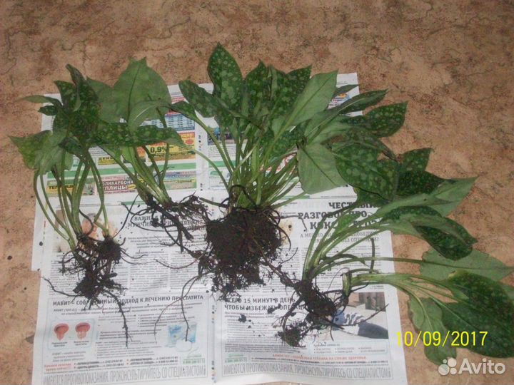 Медуница, Купена