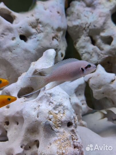 Танганика цихлиды, декор кенийский камень