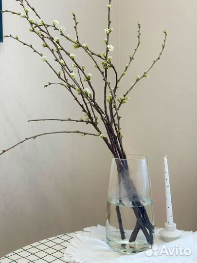 Ветки вишни