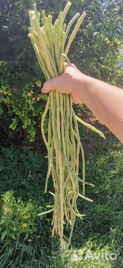 Фасоль спаржевая вигна