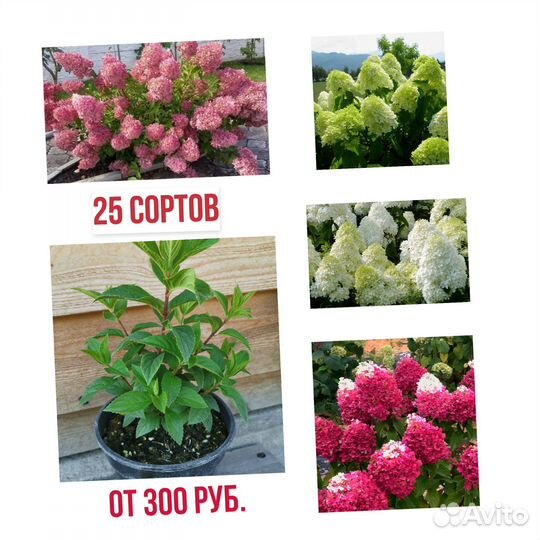 Гортензии метельчатые 25+ сортов 3 размера