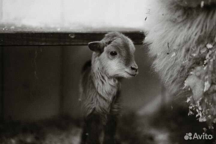 Мини-овца Уэссан с ягненком – редкий окрас