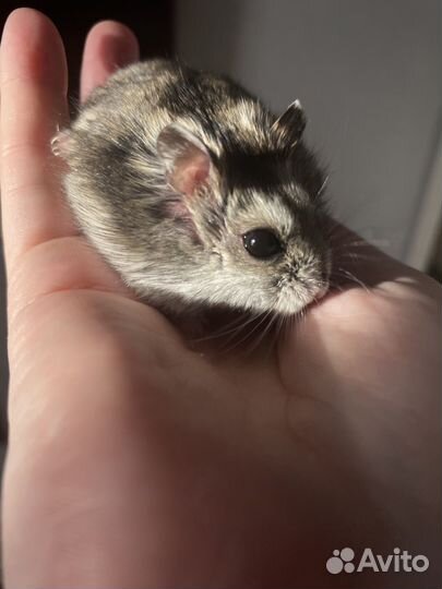 Джунгарский хомяк