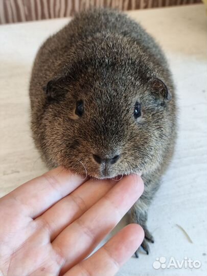 Морская свинка американский тедди