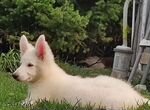 Белоснежный щенок-овчарка