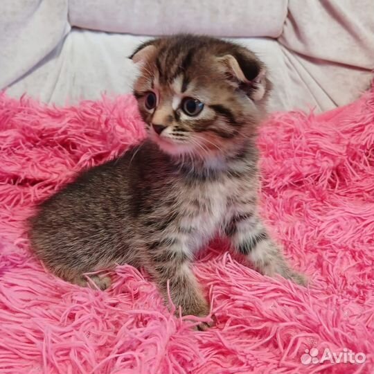 Шотландская вислоухая