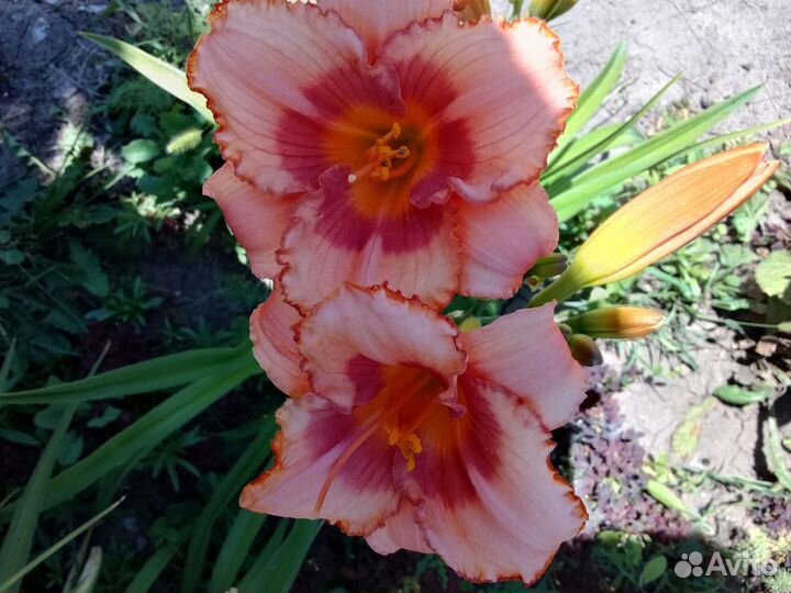 Растения для сада