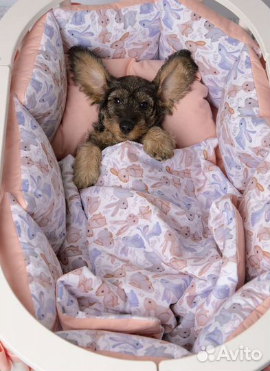 Жесткошерстный миниатюрный малыш