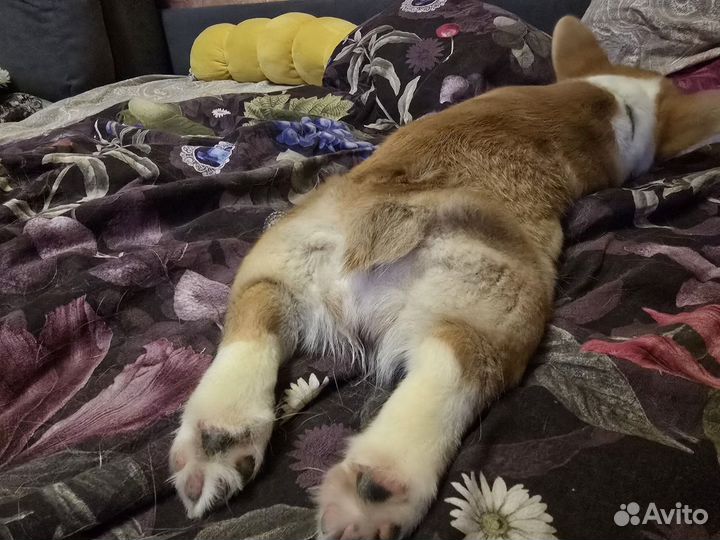 Вельш-корги пемброк