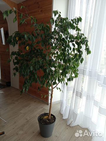 Фикус бенджамина большой