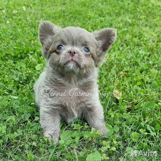 Чихуахуа кукольный мальчик