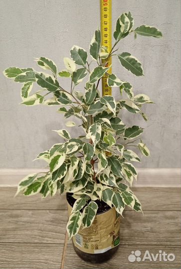 Фикусы бенджамина